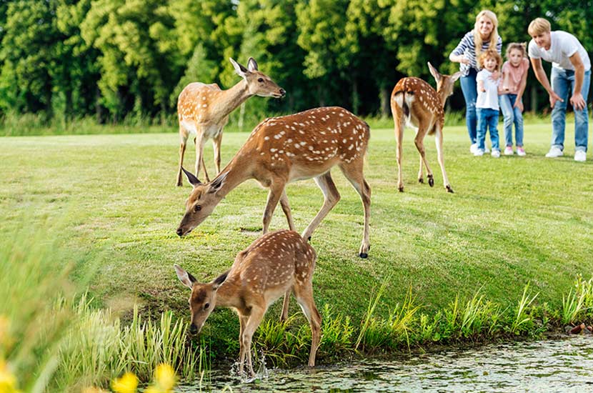 Family Road Trip Questions About Animals