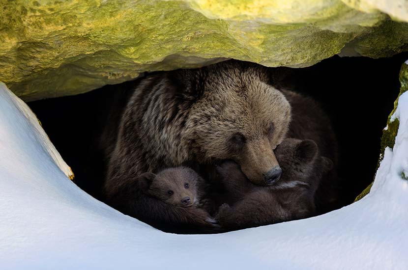 Animal Hibernation
