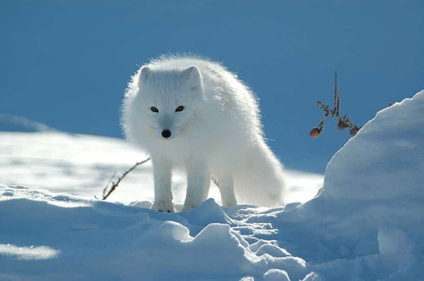 How Arctic Animals Stay Warm In The Cold Water