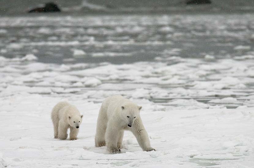 The Impact Of Climate Change On The Polar Bear’s Icy Habitat